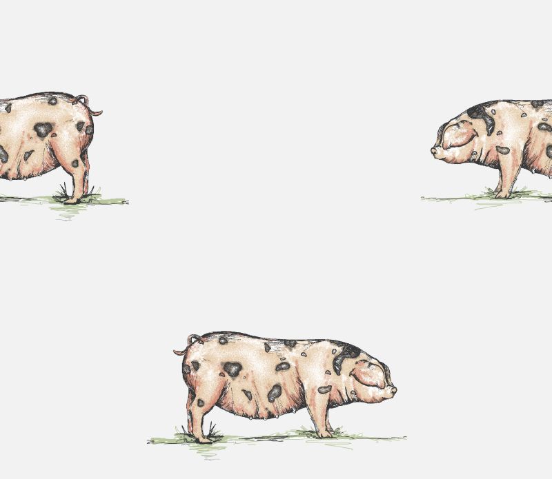 Pendleton Pig Optic