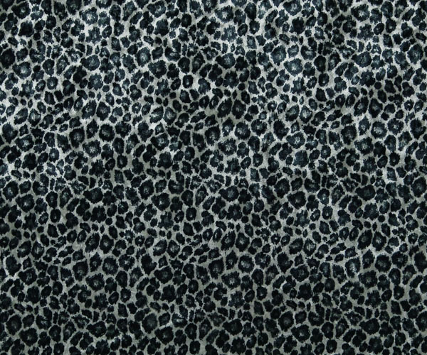 Snow Leopard